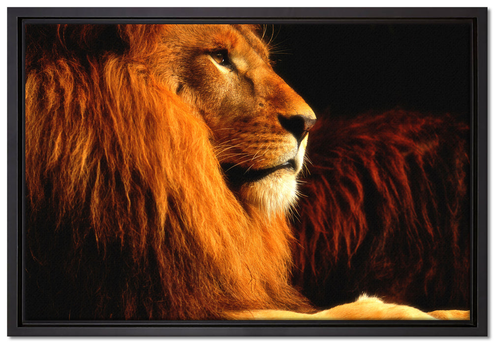 Majestätischer stolzer Löwe auf Leinwandbild gerahmt Größe 60x40