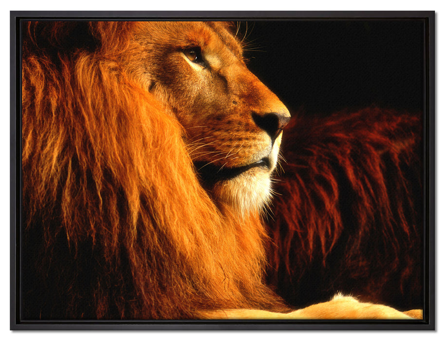 Majestätischer stolzer Löwe auf Leinwandbild gerahmt Größe 80x60