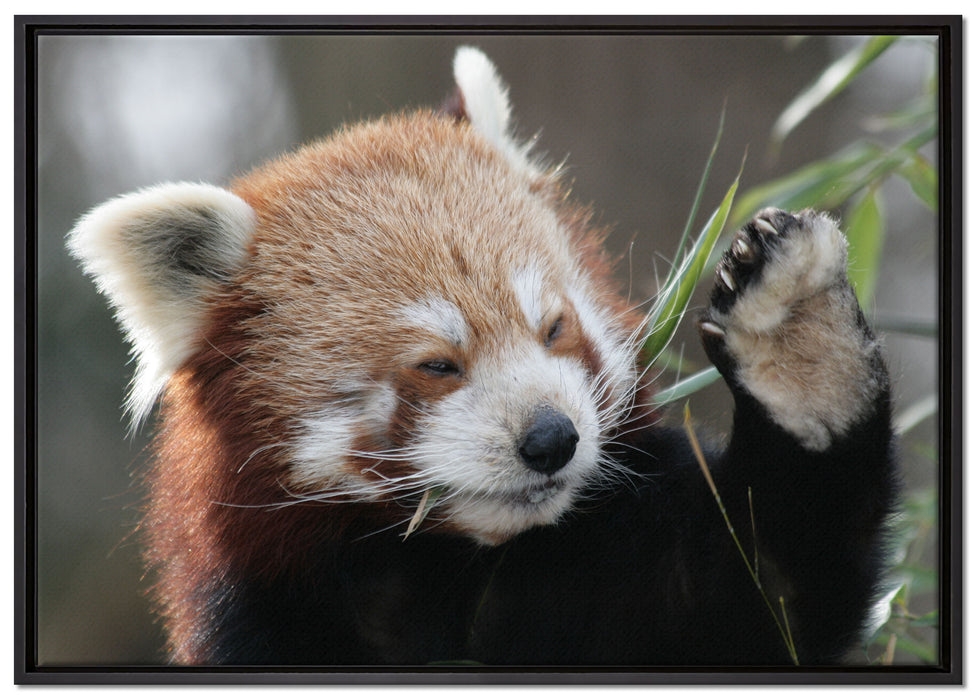 Kleiner Panda sagt Hallo auf Leinwandbild gerahmt Größe 100x70