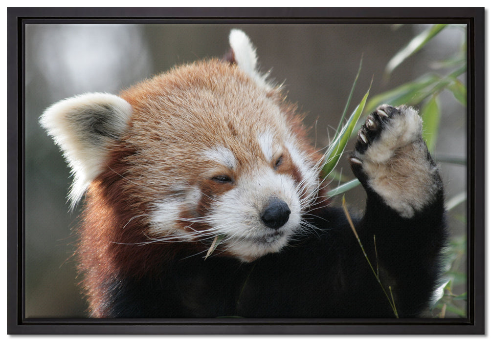 Kleiner Panda sagt Hallo auf Leinwandbild gerahmt Größe 60x40