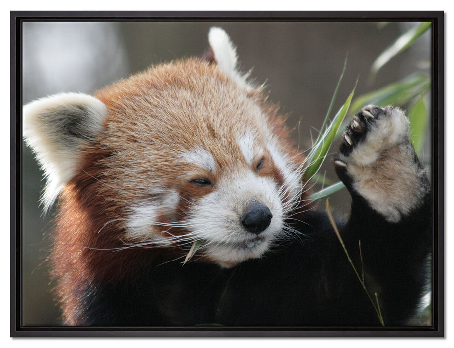 Kleiner Panda sagt Hallo auf Leinwandbild gerahmt Größe 80x60