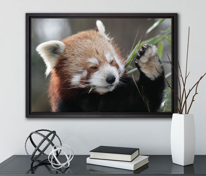 Kleiner Panda sagt Hallo auf Leinwandbild gerahmt mit Kirschblüten