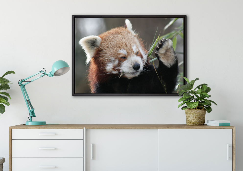 Kleiner Panda sagt Hallo auf Leinwandbild gerahmt verschiedene Größen im Wohnzimmer
