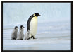 Kaiserpinguine im Schnee auf Leinwandbild gerahmt Größe 100x70