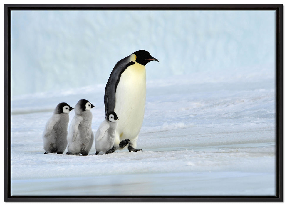 Kaiserpinguine im Schnee auf Leinwandbild gerahmt Größe 100x70