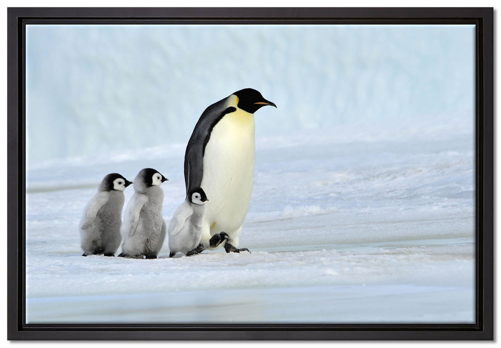 Kaiserpinguine im Schnee auf Leinwandbild gerahmt Größe 60x40