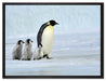 Kaiserpinguine im Schnee auf Leinwandbild gerahmt Größe 80x60