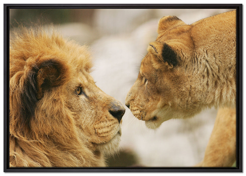 Verliebtes Löwenpaar auf Leinwandbild gerahmt Größe 100x70