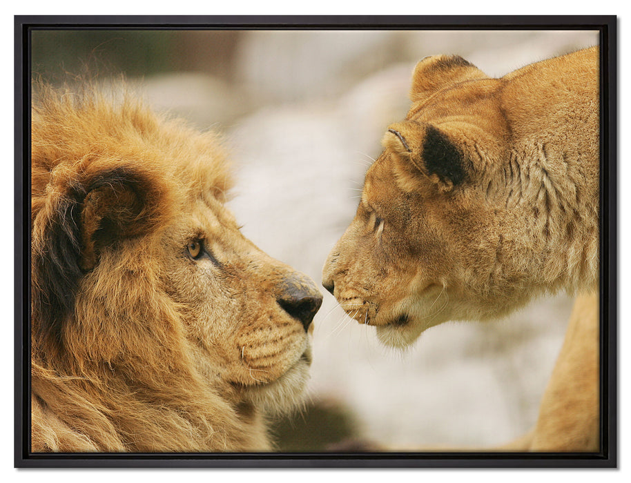 Verliebtes Löwenpaar auf Leinwandbild gerahmt Größe 80x60