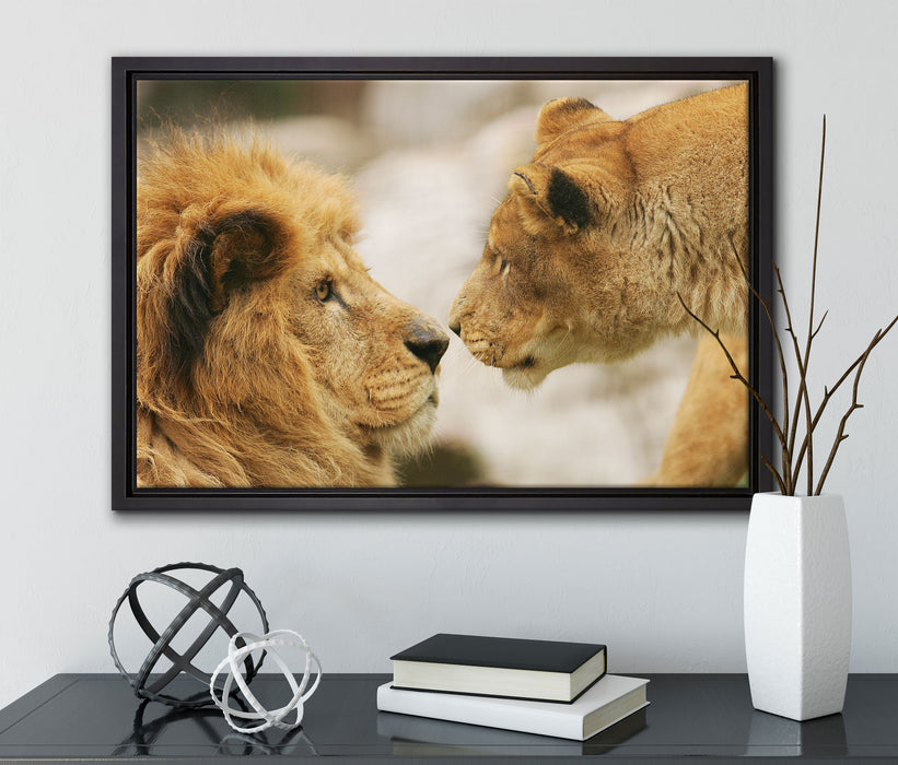 Verliebtes Löwenpaar auf Leinwandbild gerahmt mit Kirschblüten