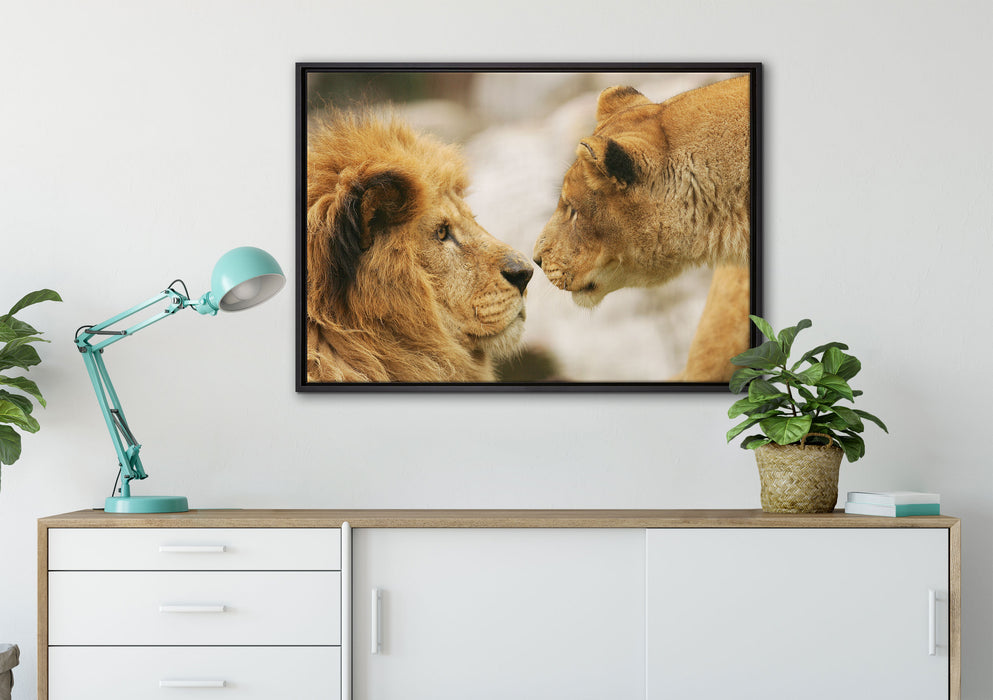 Verliebtes Löwenpaar auf Leinwandbild gerahmt verschiedene Größen im Wohnzimmer