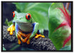 Rotaugenlaubfrosch auf Ast auf Leinwandbild gerahmt Größe 100x70
