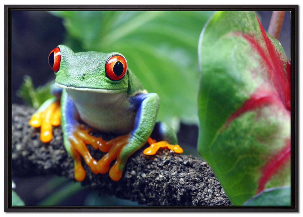 Rotaugenlaubfrosch auf Ast auf Leinwandbild gerahmt Größe 100x70