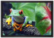 Rotaugenlaubfrosch auf Ast auf Leinwandbild gerahmt Größe 60x40
