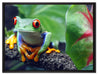 Rotaugenlaubfrosch auf Ast auf Leinwandbild gerahmt Größe 80x60