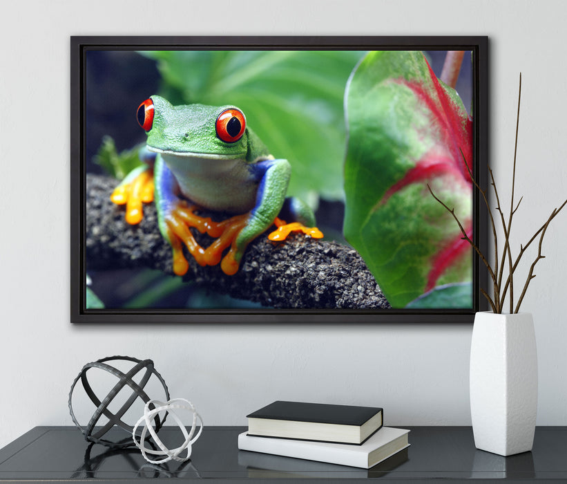 Rotaugenlaubfrosch auf Ast auf Leinwandbild gerahmt mit Kirschblüten