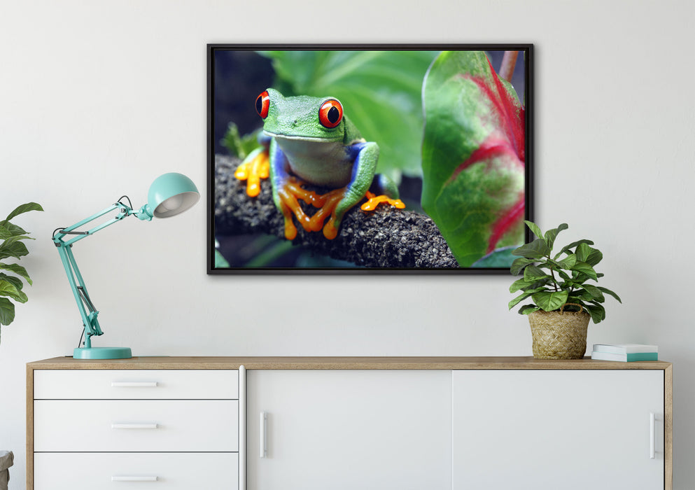 Rotaugenlaubfrosch auf Ast auf Leinwandbild gerahmt verschiedene Größen im Wohnzimmer