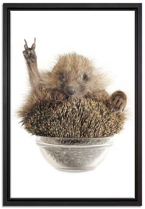 Igel in einer Schüssel Peace auf Leinwandbild gerahmt Größe 60x40