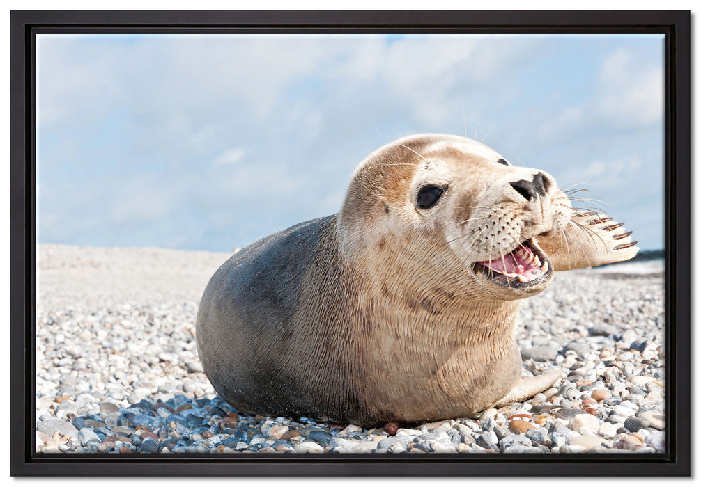 Süße Robbe auf Steinstrand auf Leinwandbild gerahmt Größe 60x40