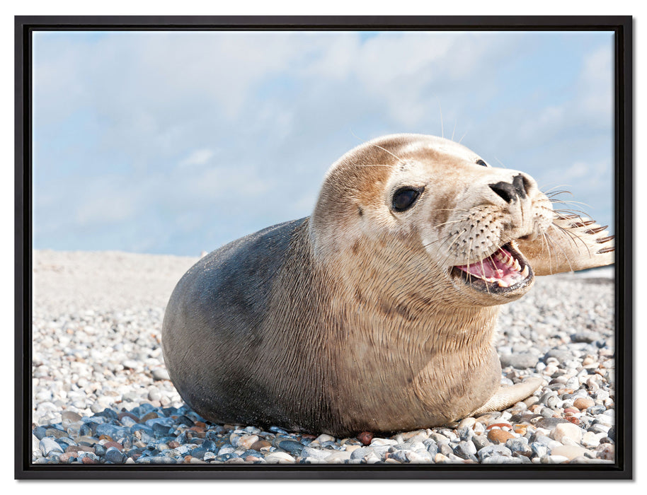 Süße Robbe auf Steinstrand auf Leinwandbild gerahmt Größe 80x60