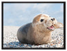 Süße Robbe auf Steinstrand auf Leinwandbild gerahmt Größe 80x60