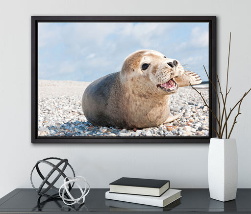 Süße Robbe auf Steinstrand auf Leinwandbild gerahmt mit Kirschblüten