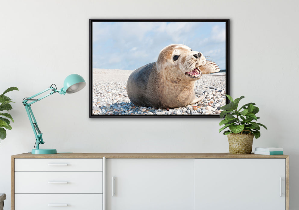 Süße Robbe auf Steinstrand auf Leinwandbild gerahmt verschiedene Größen im Wohnzimmer