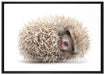 kleiner niedlicher Baby Igel auf Leinwandbild gerahmt Größe 100x70