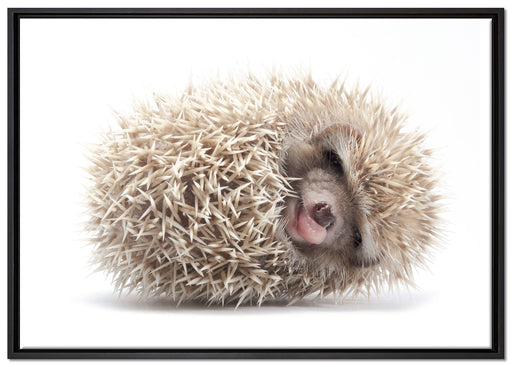 kleiner niedlicher Baby Igel auf Leinwandbild gerahmt Größe 100x70