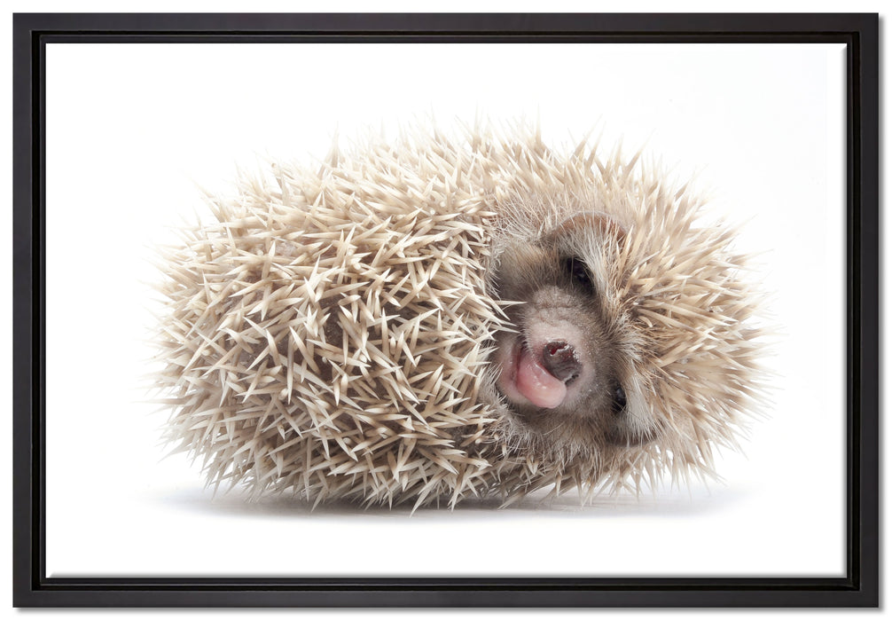 kleiner niedlicher Baby Igel auf Leinwandbild gerahmt Größe 60x40