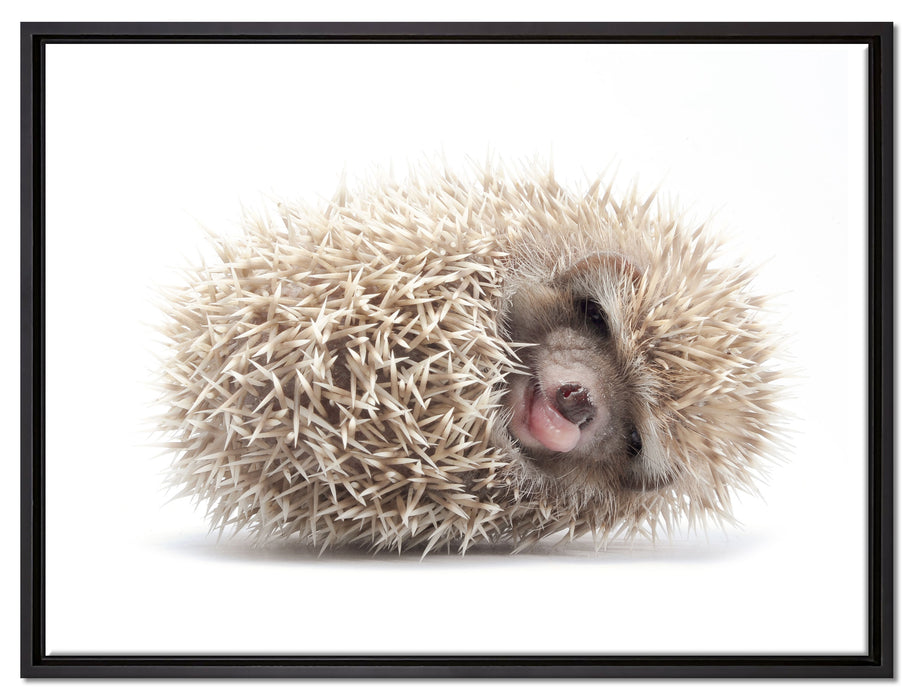 kleiner niedlicher Baby Igel auf Leinwandbild gerahmt Größe 80x60