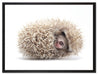 kleiner niedlicher Baby Igel auf Leinwandbild gerahmt Größe 80x60