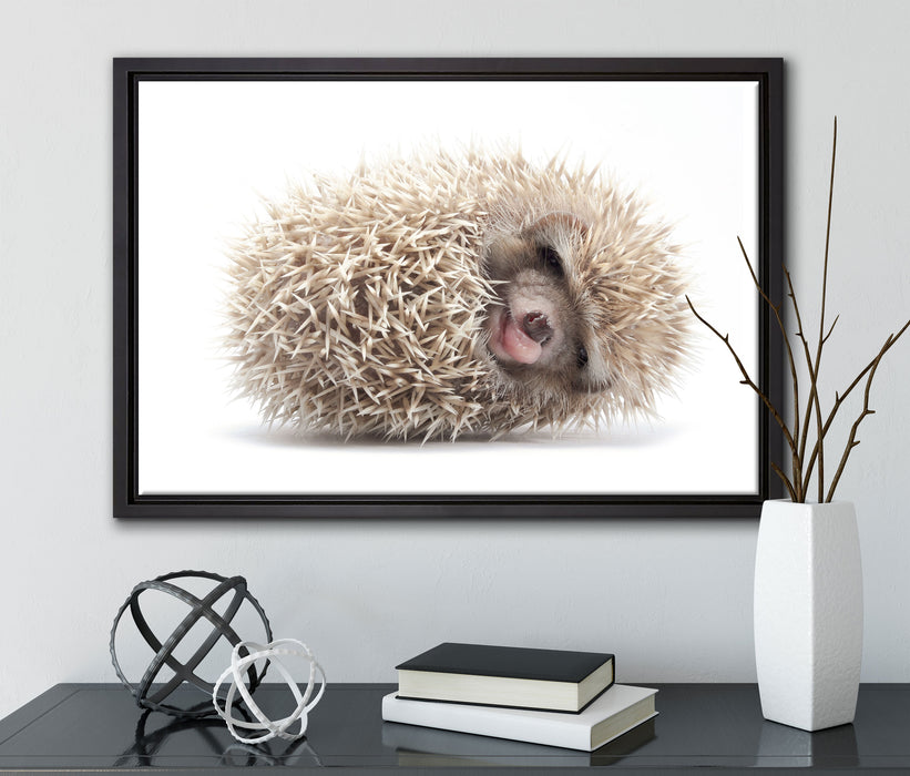 kleiner niedlicher Baby Igel auf Leinwandbild gerahmt mit Kirschblüten