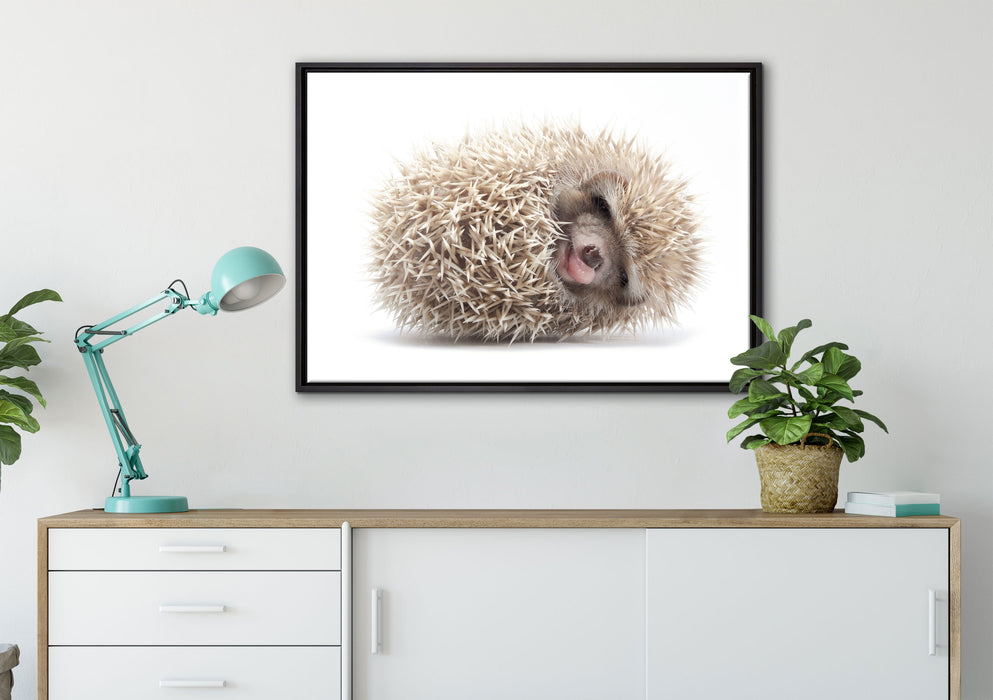 kleiner niedlicher Baby Igel auf Leinwandbild gerahmt verschiedene Größen im Wohnzimmer