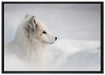 Anmutiger Polarfuchs im Schnee auf Leinwandbild gerahmt Größe 100x70