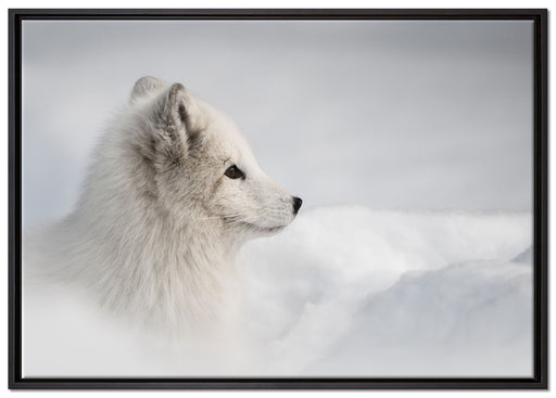 Anmutiger Polarfuchs im Schnee auf Leinwandbild gerahmt Größe 100x70