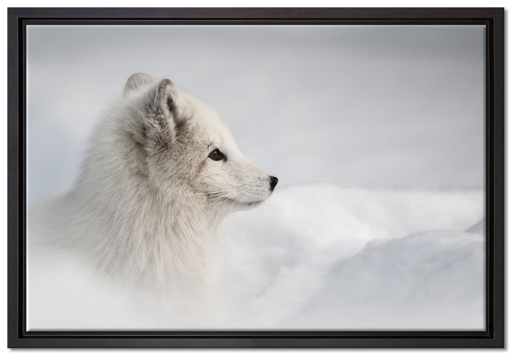 Anmutiger Polarfuchs im Schnee auf Leinwandbild gerahmt Größe 60x40