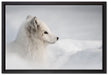 Anmutiger Polarfuchs im Schnee auf Leinwandbild gerahmt Größe 60x40