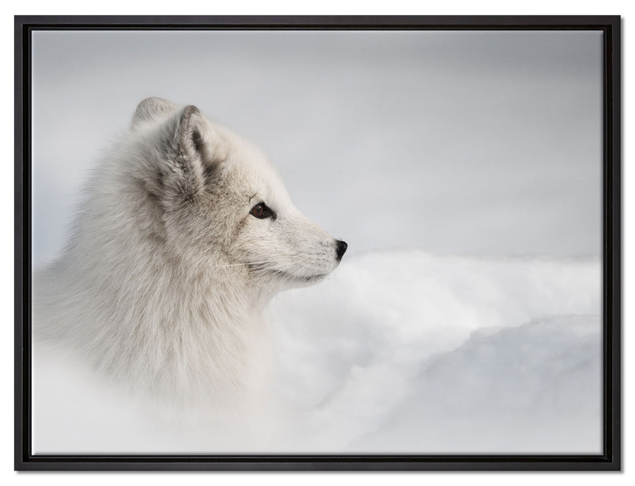 Anmutiger Polarfuchs im Schnee auf Leinwandbild gerahmt Größe 80x60