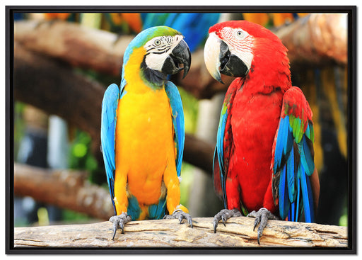 Zwei Papageien auf einem Ast auf Leinwandbild gerahmt Größe 100x70