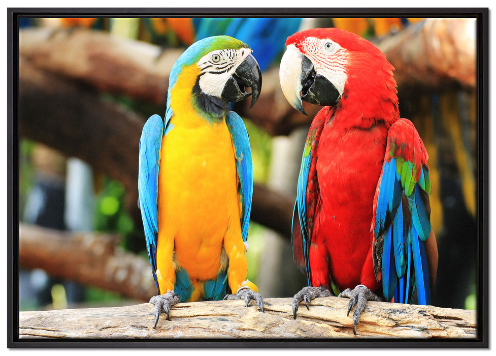Zwei Papageien auf einem Ast auf Leinwandbild gerahmt Größe 100x70