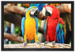 Zwei Papageien auf einem Ast auf Leinwandbild gerahmt Größe 60x40