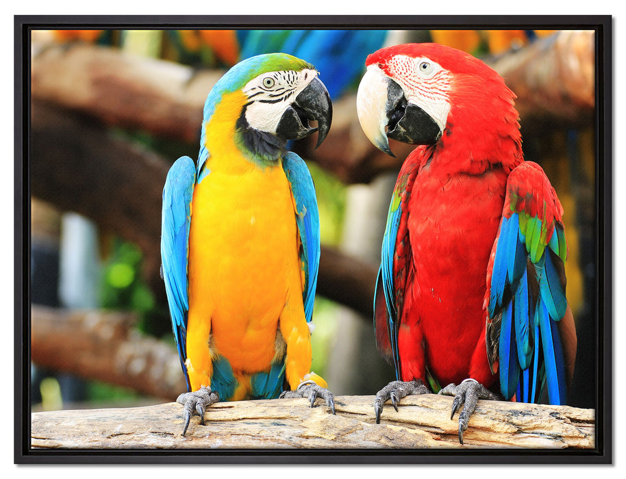 Zwei Papageien auf einem Ast auf Leinwandbild gerahmt Größe 80x60