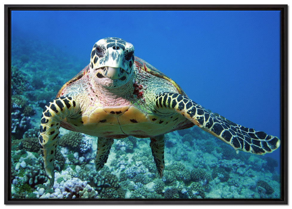 Schildkröte  Korallenriff auf Leinwandbild gerahmt Größe 100x70