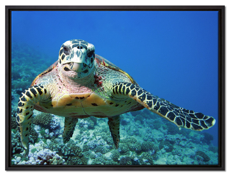 Schildkröte  Korallenriff auf Leinwandbild gerahmt Größe 80x60