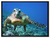 Schildkröte  Korallenriff auf Leinwandbild gerahmt Größe 80x60