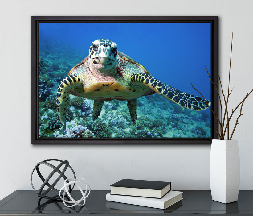 Schildkröte  Korallenriff auf Leinwandbild gerahmt mit Kirschblüten