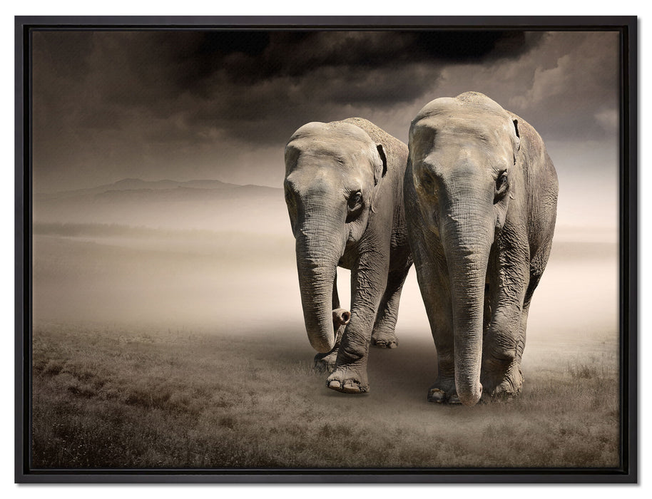 Zwei Elefanten in Steppe auf Leinwandbild gerahmt Größe 80x60
