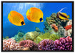 Fische Korallenriff auf Leinwandbild gerahmt Größe 100x70