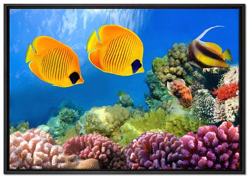 Fische Korallenriff auf Leinwandbild gerahmt Größe 100x70